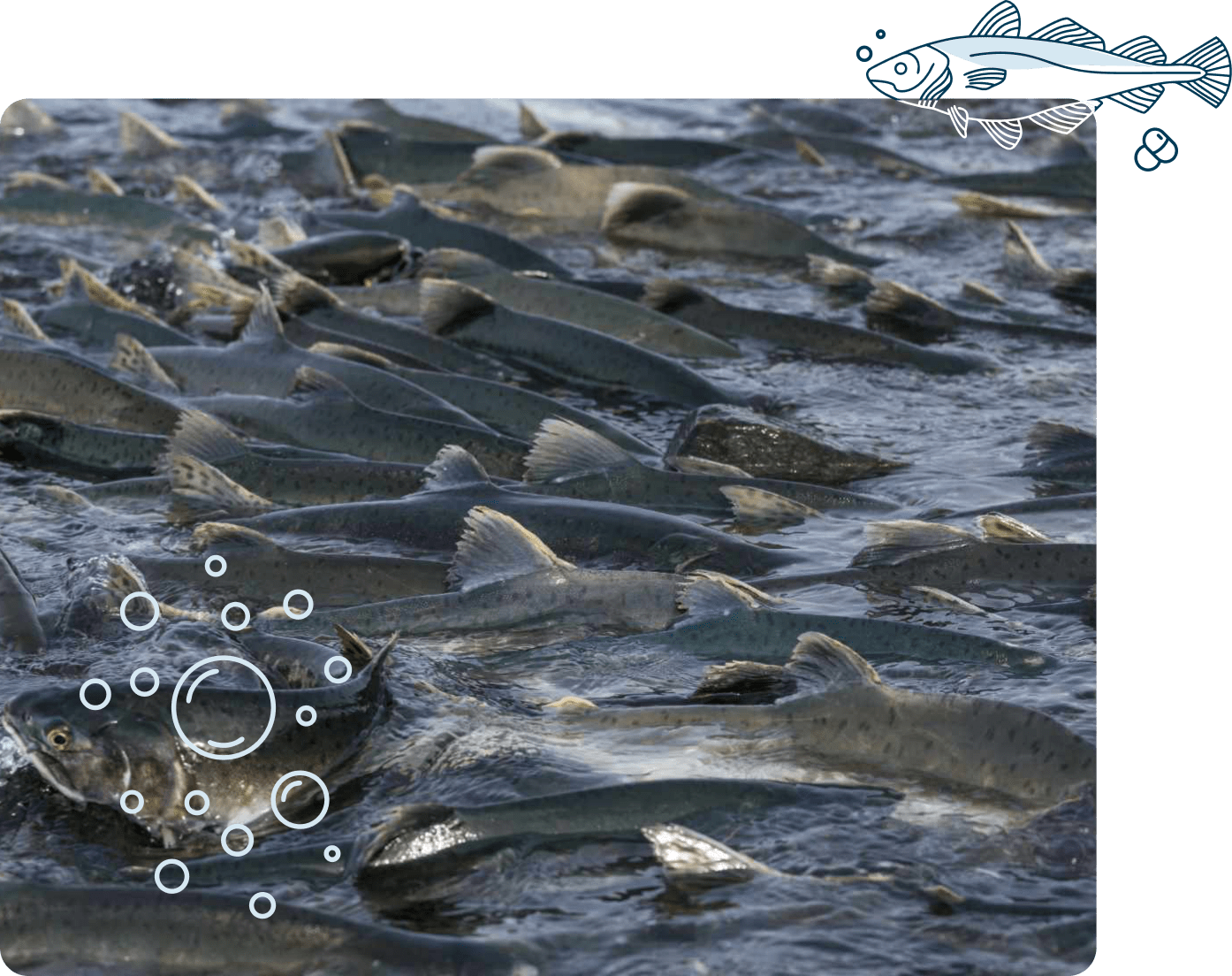 Fish Transport